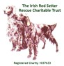 The Irish Red Setter Rescue Charitable Trust